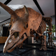 ‘Big John’ estará en exhibición en París hasta que tenga lugar la subasta el 21 de octubre